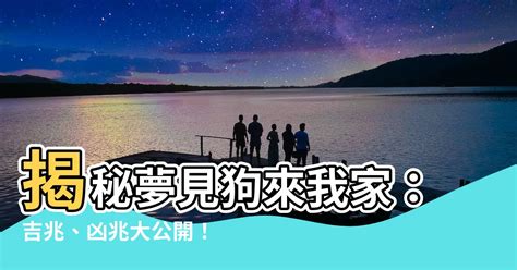 夢見狗來我家|夢見狗來家裡